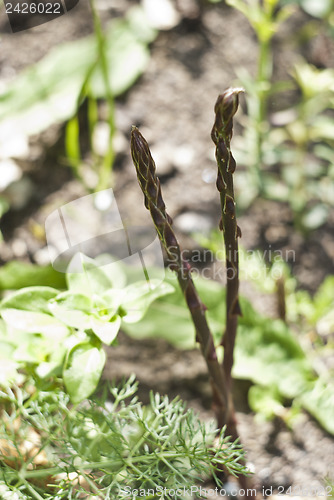 Image of wild asparagus 