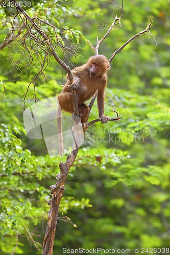 Image of Baboon climbing