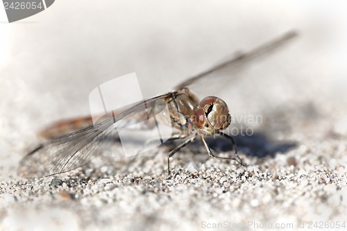 Image of Dragonfly