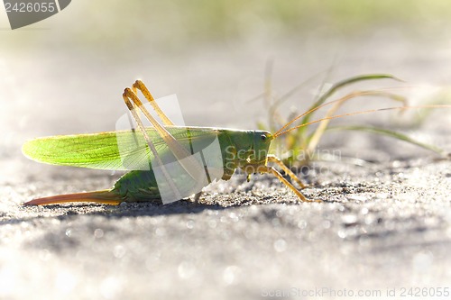 Image of Green Grasshopper