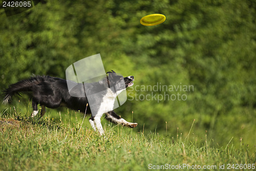 Image of Border collie