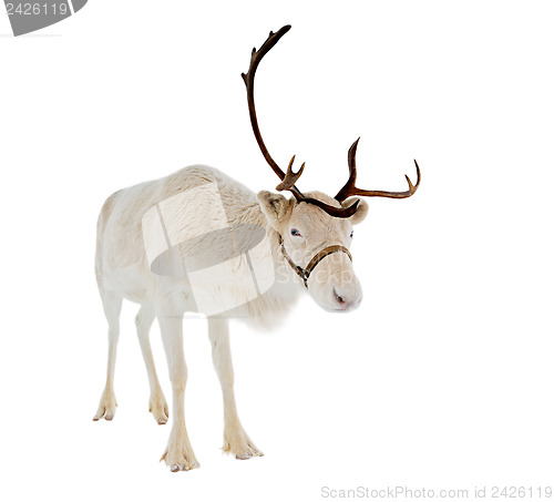 Image of reindeer in front of a white background