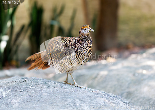 Image of partridge