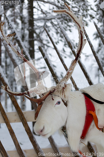 Image of reindeer from north of Finland