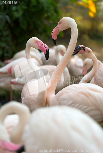 Image of flamingo
