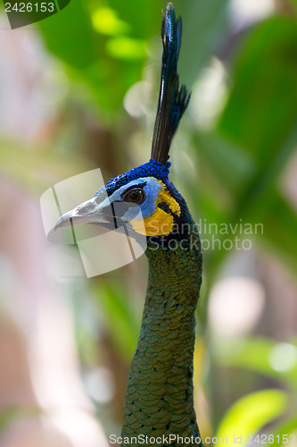 Image of Peacock head on a grass background