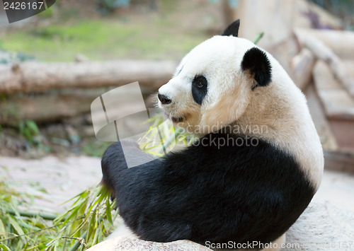 Image of Panda Bear Portrait