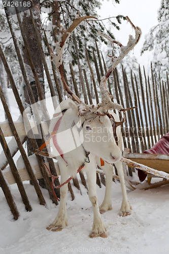 Image of Reindeer in winter at the polar circle.