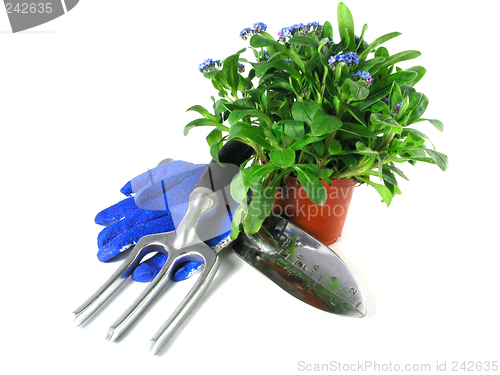 Image of forget-me-not seedling