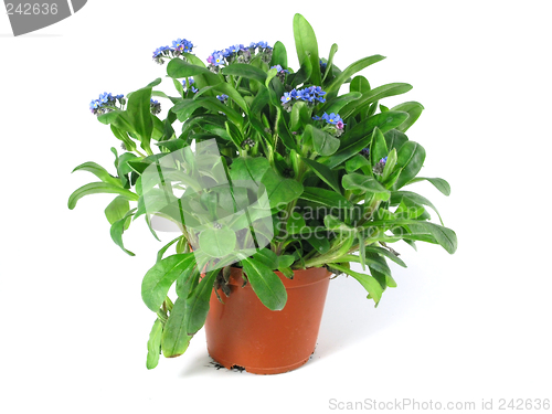 Image of forget-me-not seedling