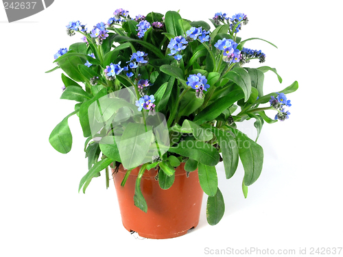 Image of forget-me-not seedling