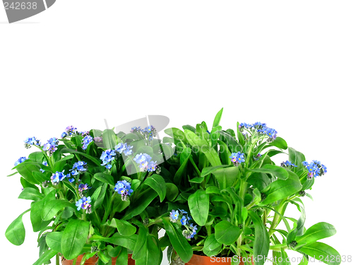 Image of forget-me-not seedling