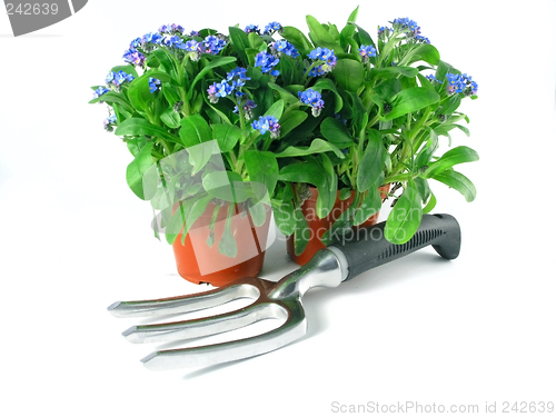 Image of forget-me-not seedling