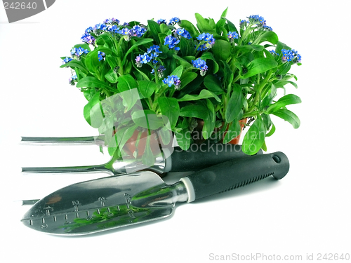 Image of forget-me-not seedling