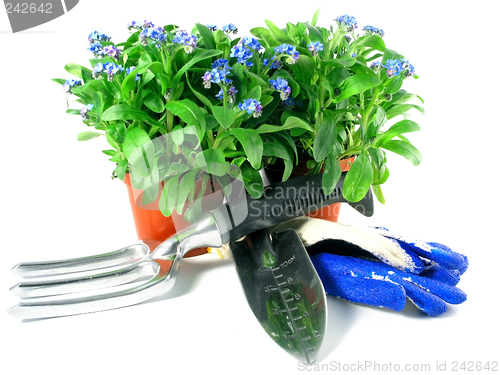 Image of forget-me-not seedling