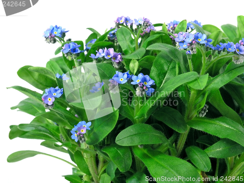 Image of forget-me-not seedling