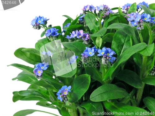 Image of forget-me-not seedling