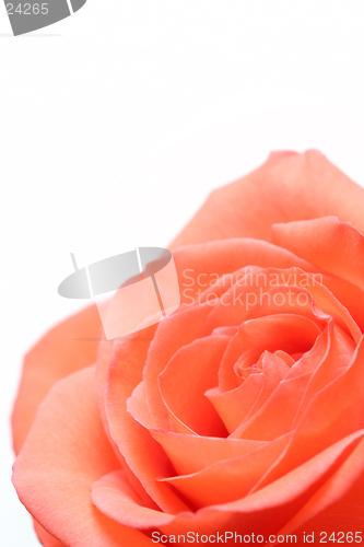 Image of pink rose over white