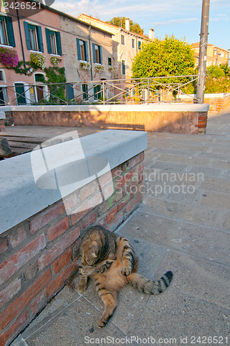 Image of Venice Italy cat on the street