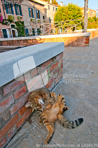 Image of Venice Italy cat on the street