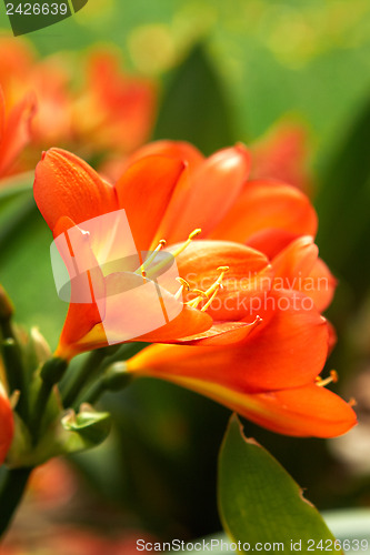 Image of  Clivia Miniata (bush lily) yellow orange flowers.