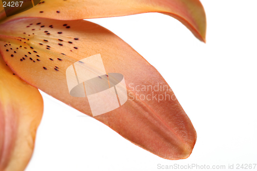 Image of lily petals over white