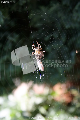 Image of Spider