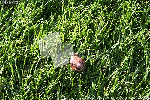 Image of Snail