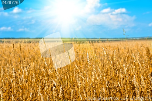 Image of wheat field