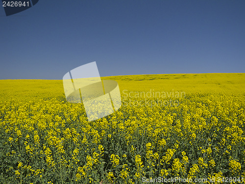 Image of Yellow and blue