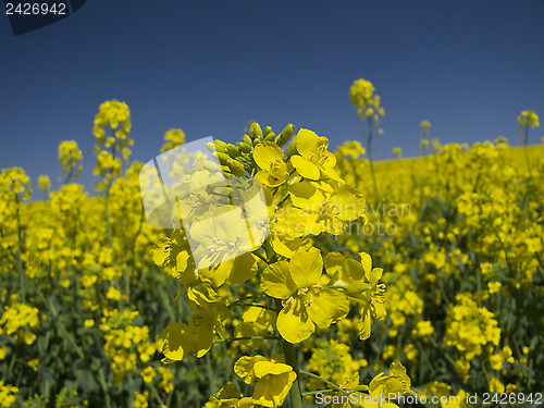 Image of Yellow and blue