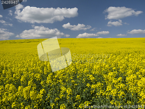 Image of Yellow and blue