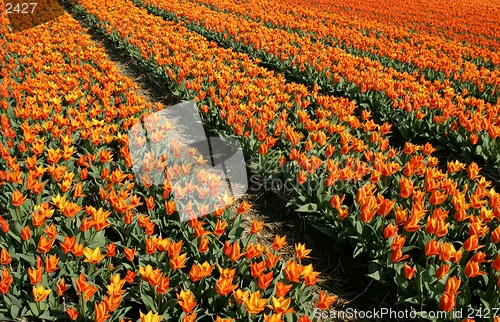 Image of orange tulip field