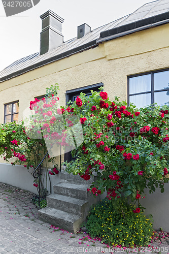 Image of Roses growing near the house in a Swedish town Visby