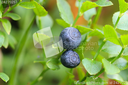 Image of Blueberry at the bush