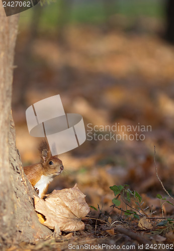 Image of Red squirrel in autumn park