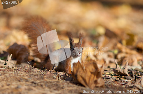 Image of Red squirrel 