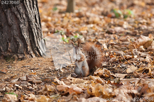 Image of Red squirrel in autumn park