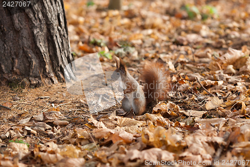 Image of Red squirrel in autumn park