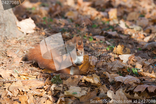 Image of Red squirrel in autumn park