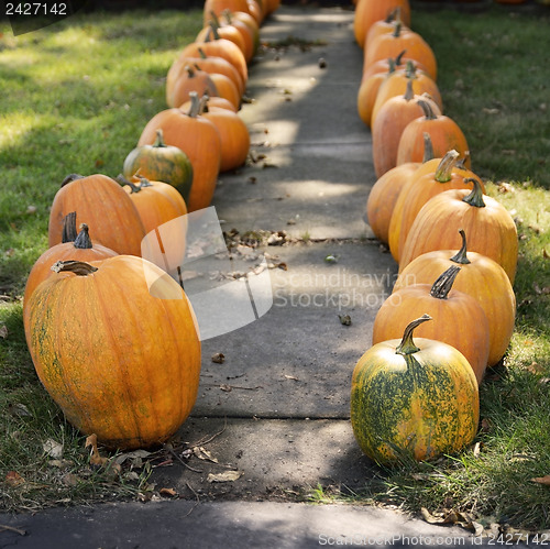 Image of Large Pumpkins Along A Sidewalk
