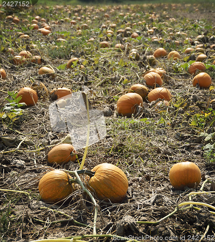 Image of Autumn Pumpkin Patch