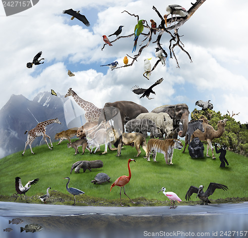 Image of A Collage Of Wild Animals And Birds 