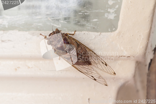 Image of Large moth sitting on a lamp