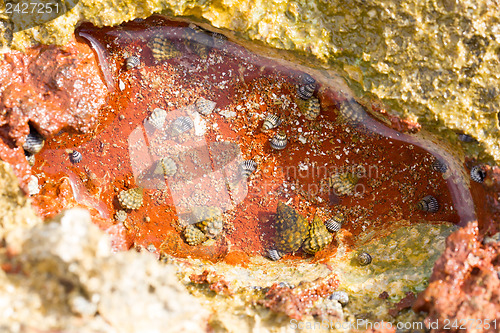 Image of Small pond with shells