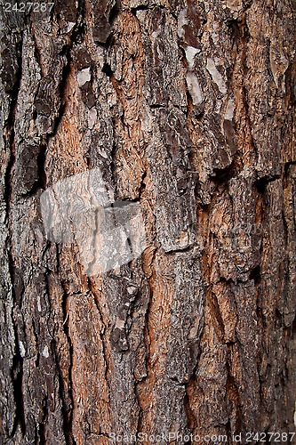 Image of old tree texture
