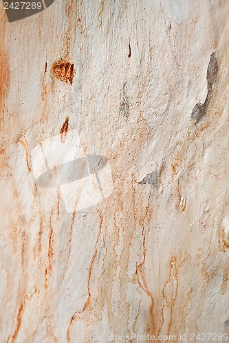 Image of sycamore tree texture