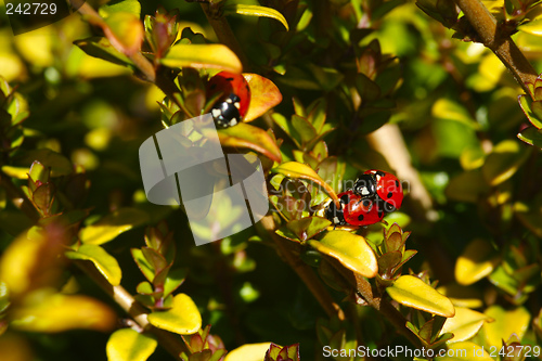 Image of Mating Ladybugs