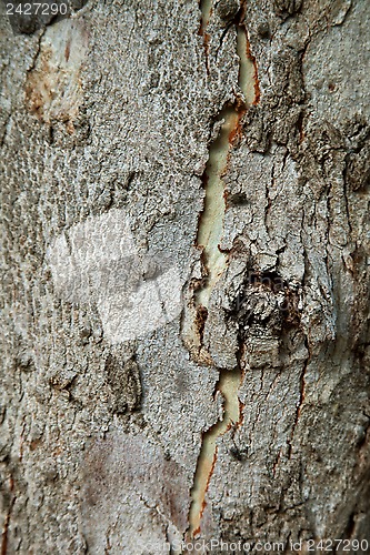 Image of old tree texture