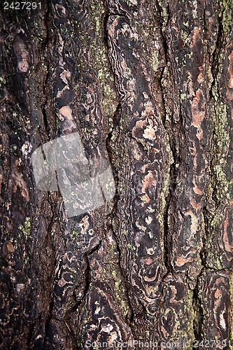 Image of old tree texture 